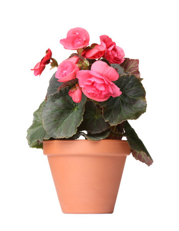 Beautiful begonia flower in pot isolated on whiteの写真素材
