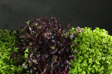 Different fresh microgreens on dark background, closeupの写真素材