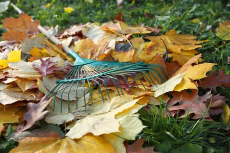 Rake and fall leaves on grass outdoors, closeup
