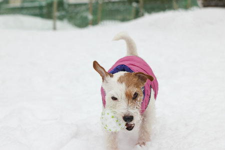 Cute Jack Russell Terrier with toy ball outdoors on snowy dayの写真素材