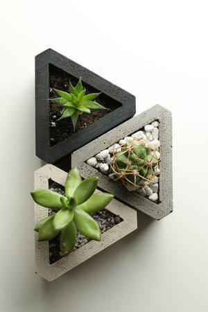 Succulent plants and cactus on white table, flat lay