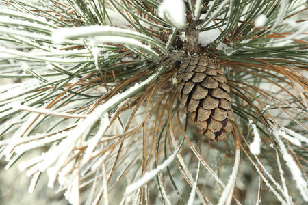 Snowy pine branch with cone, closeup. Winter seasonの写真素材