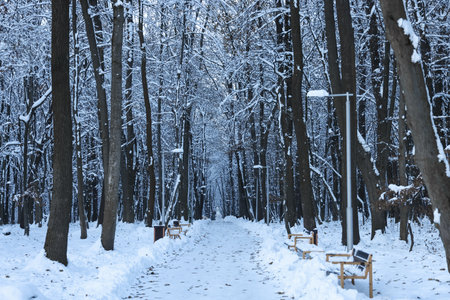 Wooden benches near pathway in winter park