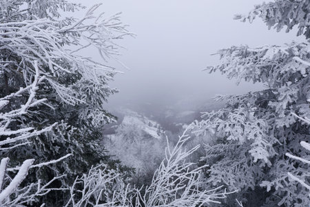 Beautiful coniferous trees covered with snow on winter day
