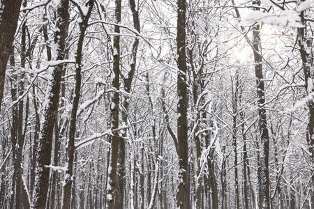 Trees covered with snow in winter park