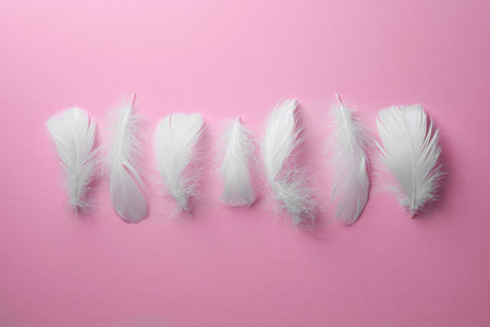 Many fluffy bird feathers on pink background, flat layの写真素材