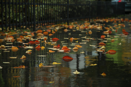 Fallen leaves on wet pavement on city street after rain