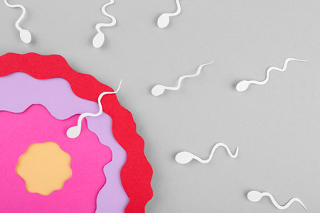 Fertilization concept. Sperm cells swimming towards egg cell on gray background, top viewの写真素材