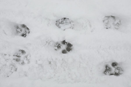 Animal trails on snow outdoors, top view