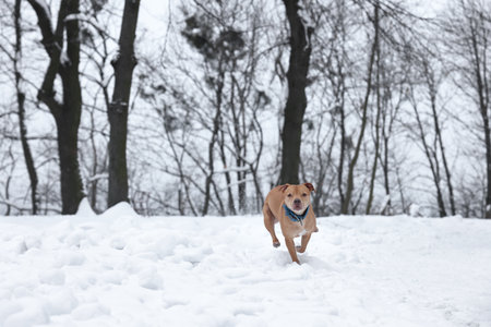 Cute dog running in snowy forest. Space for textの写真素材