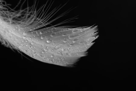 Fluffy feather with water drops on black background, closeup. Space for textの写真素材