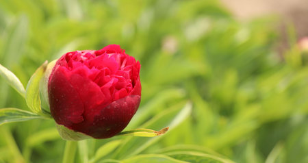 Beautiful red peony bud outdoors on spring day, closeupの写真素材