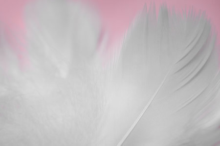 Fluffy bird feathers on pink background, closeupの写真素材