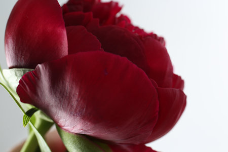 Beautiful red peony on white background, closeupの写真素材