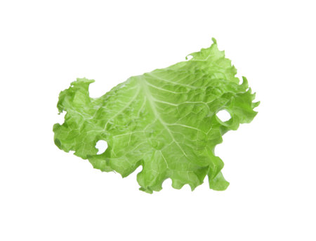 One green lettuce leaf isolated on whiteの写真素材