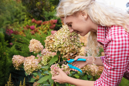 Woman pruning hydrangea flowers with secateurs in gardenの写真素材