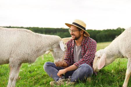 Smiling man feeding sheep on pasture at farmの写真素材