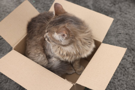 Cute fluffy cat in cardboard box on carpet