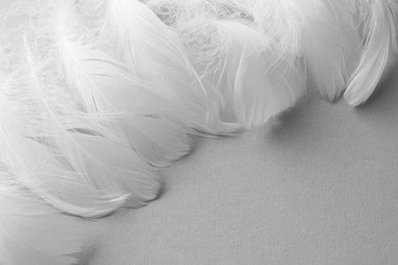 Fluffy white feathers on light background, closeup. Space for textの写真素材
