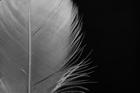 Fluffy white feather on black background, closeup. Space for textの写真素材