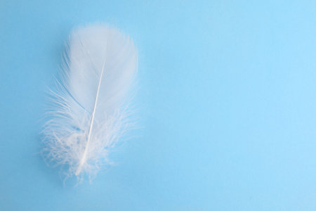 Fluffy white feather on light blue background, top view. Space for textの写真素材