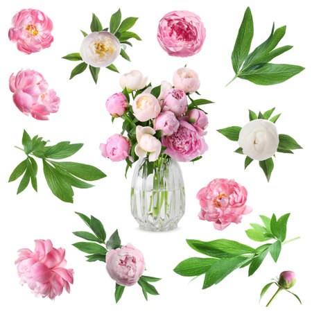 Beautiful peonies with green leaves isolated on white, collectionの写真素材
