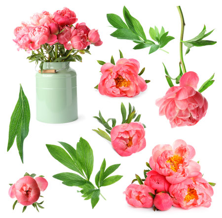 Beautiful coral peonies with green leaves isolated on white, collectionの写真素材