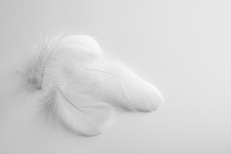 Beautiful fluffy bird feathers on white background. Space for textの写真素材