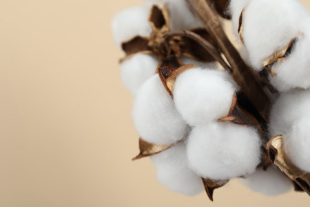 Beautiful cotton flowers on beige background, closeup. Space for textの写真素材