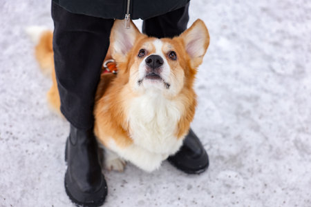 Woman with adorable Pembroke Welsh Corgi dog on snow, above viewの写真素材