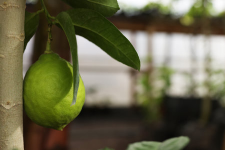 Fresh lime growing on tree in greenhouse, closeup. Space for textの写真素材