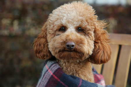 Cute fluffy dog wrapped in blanket on chair outdoorsの写真素材