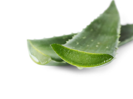 Green aloe vera leaves isolated on white, closeupの写真素材