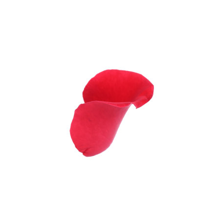 Tender red rose petal isolated on white