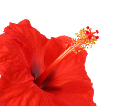 Beautiful red hibiscus flower isolated on whiteの写真素材