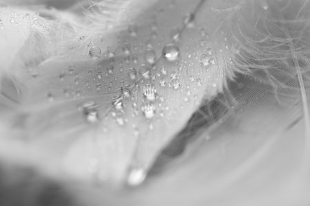 Fluffy white feathers with water drops as background, closeupの写真素材