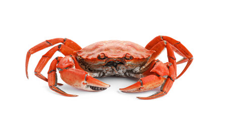 One delicious boiled crab isolated on whiteの写真素材