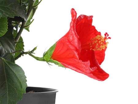 Beautiful red hibiscus flower on white backgroundの写真素材