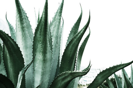 Beautiful agave plant outdoors, closeup. Color tonedの写真素材