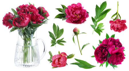 Beautiful red peonies with green leaves isolated on white, collectionの写真素材