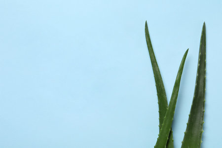 Fresh aloe vera leaves on light blue background, flat lay. Space for textの写真素材