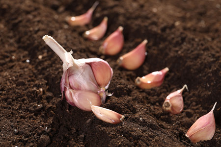 Head and cloves of garlic on fertile soil, closeup. Vegetable plantingの写真素材