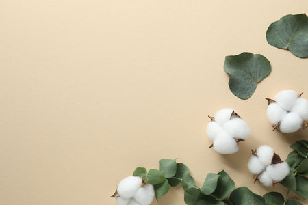 Cotton flowers and eucalyptus leaves on beige background, flat lay. Space for textの写真素材