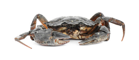 One fresh raw crab isolated on whiteの写真素材