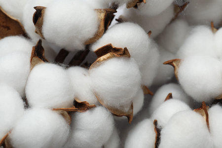 Fluffy cotton flowers on white background, closeupの写真素材