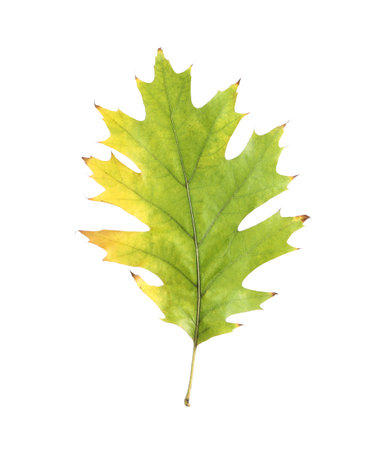 Autumn season. One green leaf isolated on whiteの写真素材