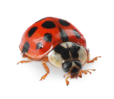 One beautiful red ladybug isolated on whiteの写真素材