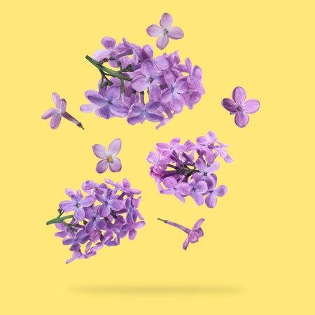 Aromatic lilac flowers falling on yellow backgroundの写真素材