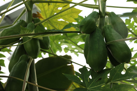 Unripe papaya fruits growing on tree in greenhouseの写真素材