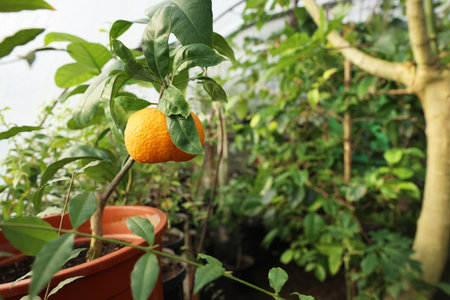 Potted tangerine tree with ripe fruit in greenhouse, space for textの写真素材